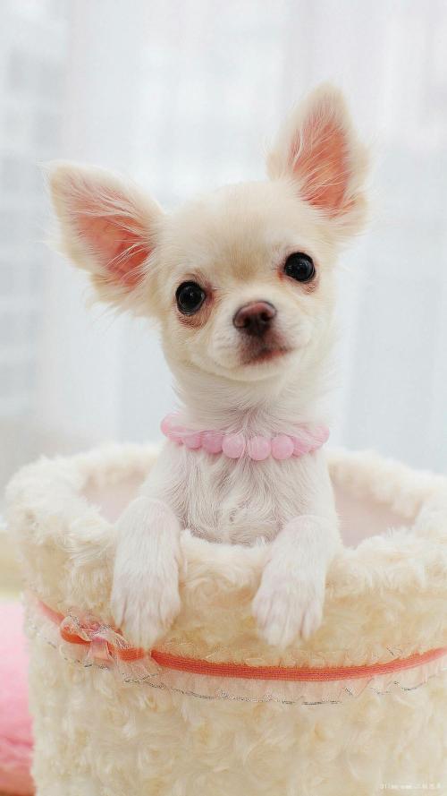 ձͣ׼뾳 Ӣ䶨ڿ˺ͣ